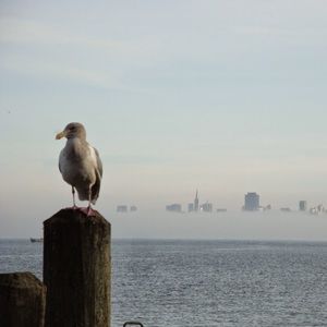 Meet your Posher, Felicia